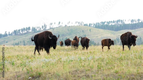 American Bison (Bison bison) herd migrating to better grass land at sunset, cows, calves, and bulls.