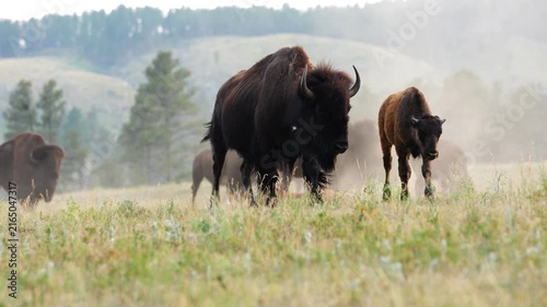 American Bison (Bison bison) herd migrating to better grass land at sunset, cows, calves, and bulls.