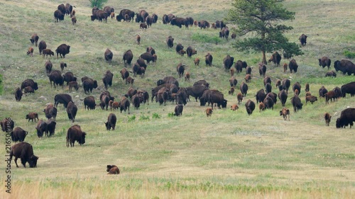 American Bison (Bison bison) herd migrating to better grass land at sunset in the Black Hills of South Dakota.