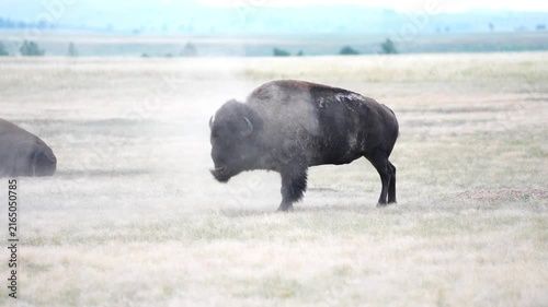 American Bison (Bison bison) Bull rolling and grunting and protecting his herd during the July breeding period, territorial rutting behavior in the Black Hills of South Dakota.