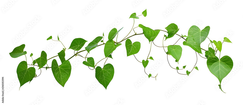 Obraz premium Green vine with heart shaped leaves growing on transparent background for nature.