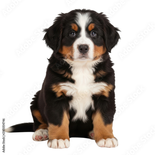 Cute puppy sitting and looking up
