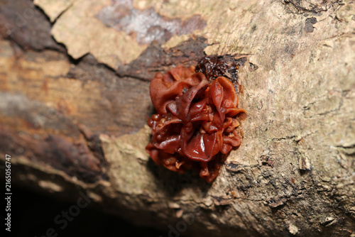 ビラビラと縮れた食べられるフクロキクラゲ茸（日本アウトドアフィールド菌・キノコ生態マクロ撮影）