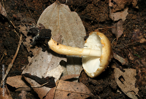 全身ヌメリのある明るい黄土色のハラタケ目茸のヒダと柄（日本自然菌・キノコ生態マクロ撮影）