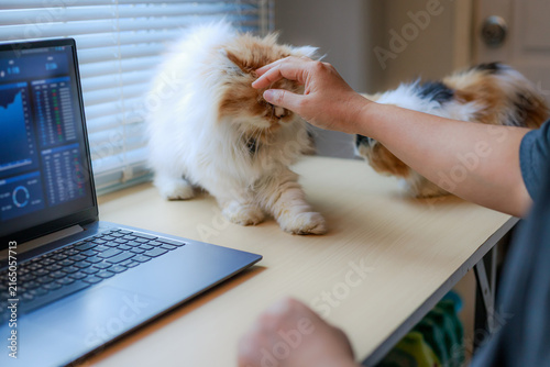 Cute Cat Sitting on Desk Beside Laptop in Home Office