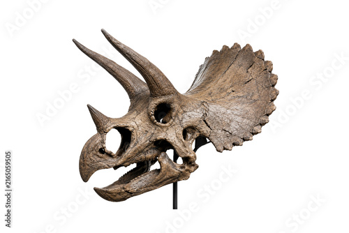 triceratops dinosaur skeleton skull png