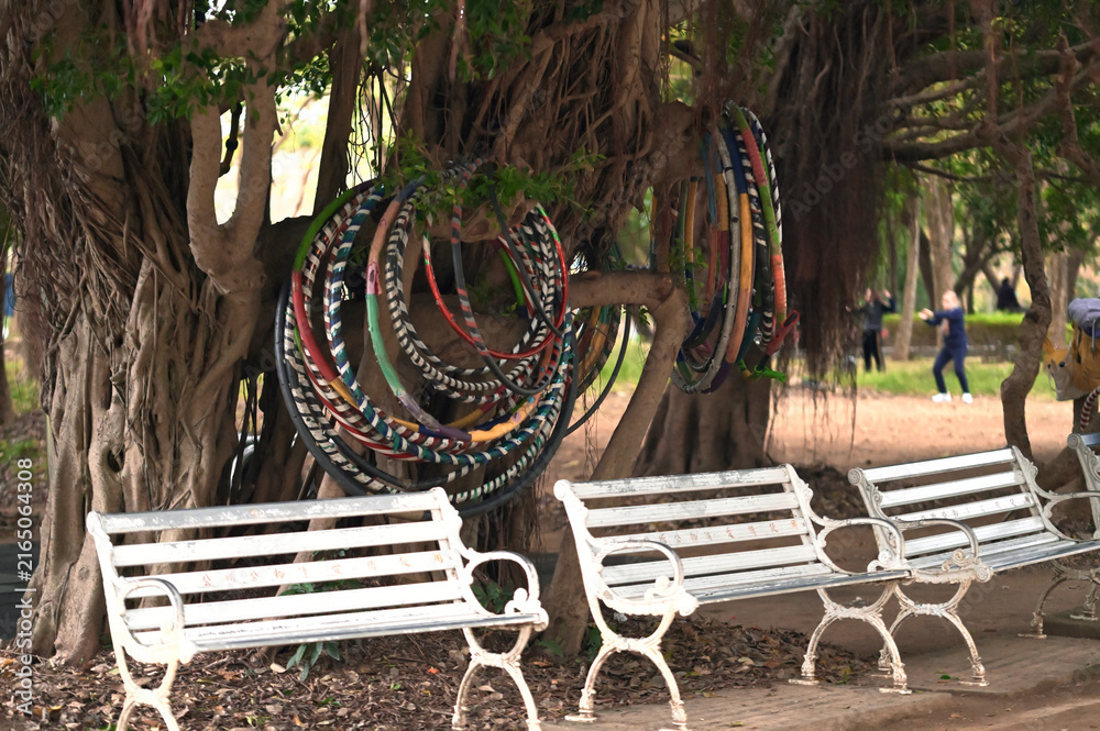 Fototapeta premium New Taipei City, Taiwan - Jan 05, 2025: Colorful hula hoops hang from banyan tree aerial roots above dried leaves and worn white benches, Zhonghe District.