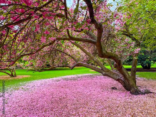 Obraz na plátně Flowering trees and pink petals of Sakura
