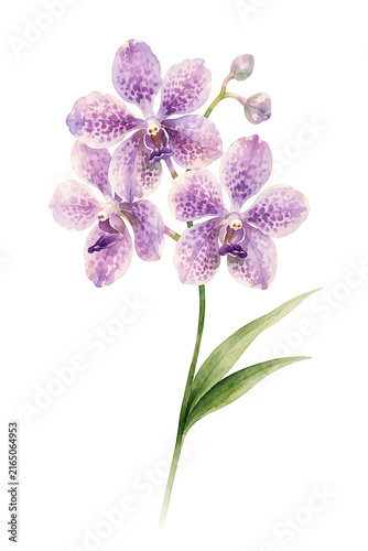 Foto water color purple orchid isolated on white background