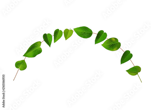 Arch of green leaves with botanical,, decoration as cut out PNG