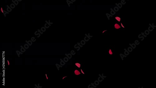 Romantic Red Flower Petals Blowing Across Transition.