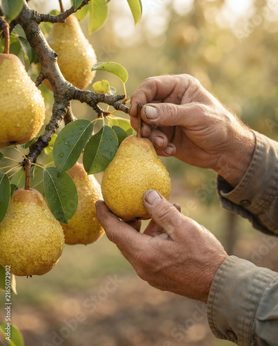 Organic Pear Harvesting: Close-Up of Seasonal Ripe Yellow Fruit Picking by Farmers in Sunny Orchard for Sustainable Agriculture and Healthy Lifestyle Promotion