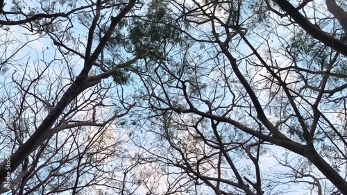 Low Angle View Looking Up Through Bare Leafless Tree Branches Silhouetted Against Blue Cloudy Sky