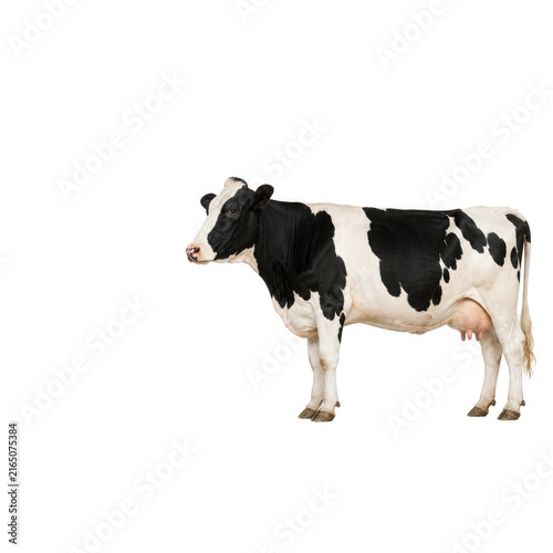 Black and White Holstein Dairy Cow Standing in Full Body Side Profile Isolated on White Background