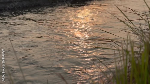 Serene motion of golden water ripples flowing smoothly beside soft riverbank grass. A deeply calming and meditative nature background for wellness content.