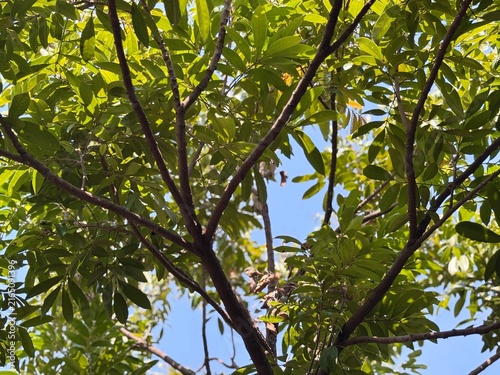 Beautiful green tree canopy under a bright blue sky. Fresh nature background with sunlit foliage and branches for spring or summer landscape design.
