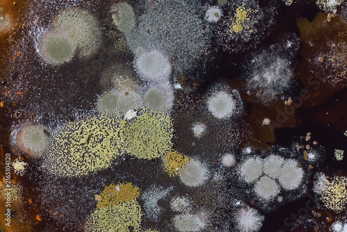 close-up texture shot of colorful fungal mold colonies spreading over a dark decomposing surface.