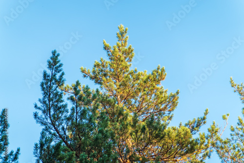 Green pine tree with long needles on a background of blue sky. Freshness, nature, concept. Pinus pinea