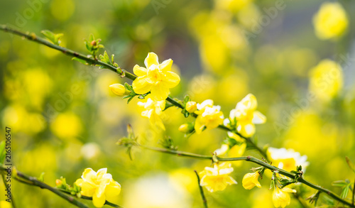 Foto オウバイモドキの花　春イメージ
