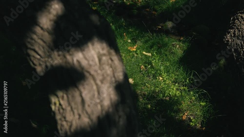 Moss-covered spring water with a thick tree trunk illuminated by strong sunlight