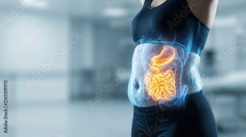 Medical illustration of visceral fat and digestive organ within human torso