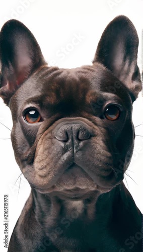close-up video of a handsome chocolate-brindle French Bulldog looking directly at the camera with a confident, strong expression against a seamless high-key pure white studio background