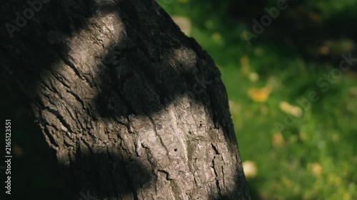 Moss-covered spring water with a thick tree trunk illuminated by strong sunlight