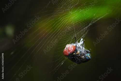 Obraz na plátne Fly caught in spider web showing predation