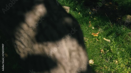 Moss-covered spring water with a thick tree trunk illuminated by strong sunlight
