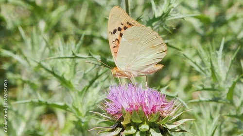 Silver-washed fritillary butterfly feeding on a blooming purple thistle flower before flying away.