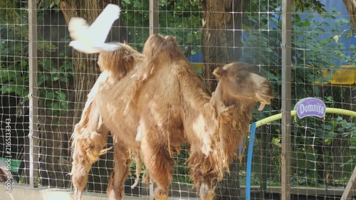 Two-humped Bactrian camel standing in an outdoor zoo enclosure behind a wire fence.