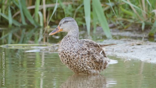 Wild mallard hen preening feathers in shallow pond water surrounded by green vegetation.
