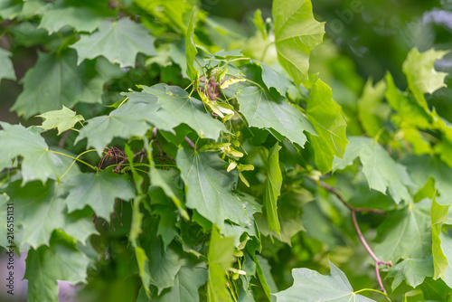 Foto Detailed maple leaf texture with veins and serration, highresolution focus on su