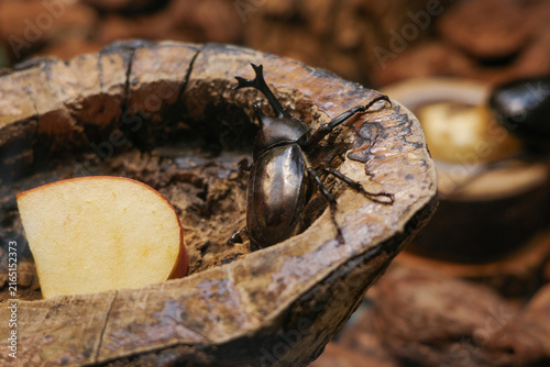 Картината върху платно Close-up of rhinoceros beetle on wooden feeding dish with apple