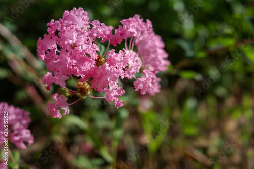 Bild auf Leinwand Close-up of pink crape myrtle flowers blooming in summer