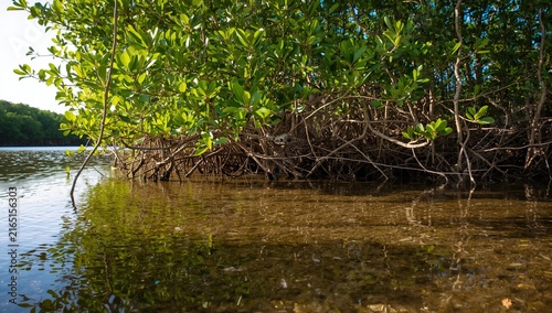 Lush mangrove trees reflected in clear water under bright sunlight in a tranquil coastal environment