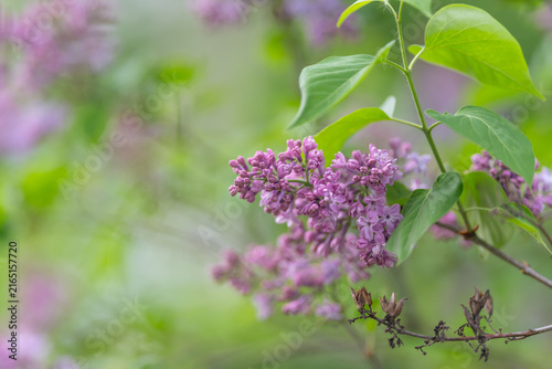 Close perspective on moist violet lilac flowers with soft backdrop. Intimate macro shot emphasizing fresh dew on purple lilac blossoms with blurred green background