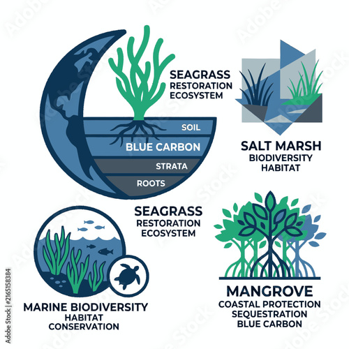 Coastal Ecosystems Seagrass Salt Marsh Mangrove for Blue Carbon