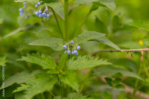 Принти на полотні Delicate blue flowers amid wild foliage, conservationist surveying habitat for p