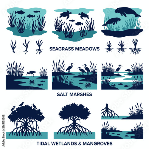 Coastal Wetland Icons Set Seagrass Meadows Salt Marshes Mangroves