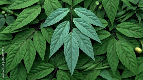 Green leaves pattern during daylight with soft focus on a central stem for nature backgrounds