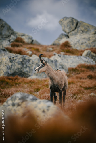 Chamois in Low Tatras. Rupicapra rupicapra tatrica. Stones and mountains in background. A chamois in its natural habitat in the Tatra Mountains.