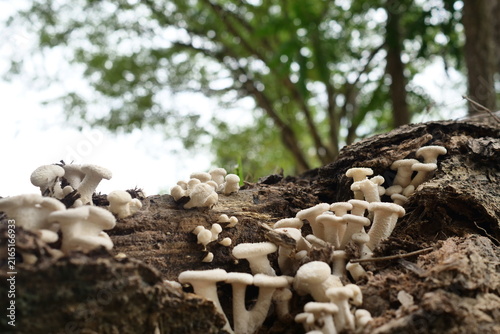 Obraz na plátně Lentinus squarrosulas Mont
