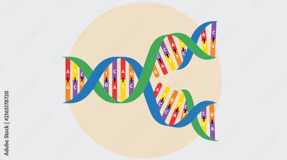 Fototapeta premium DNA Strand Unwinding To Reveal Complementary Base Pairing