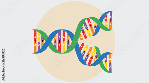 Photography DNA Strand Unwinding To Reveal Complementary Base Pairing