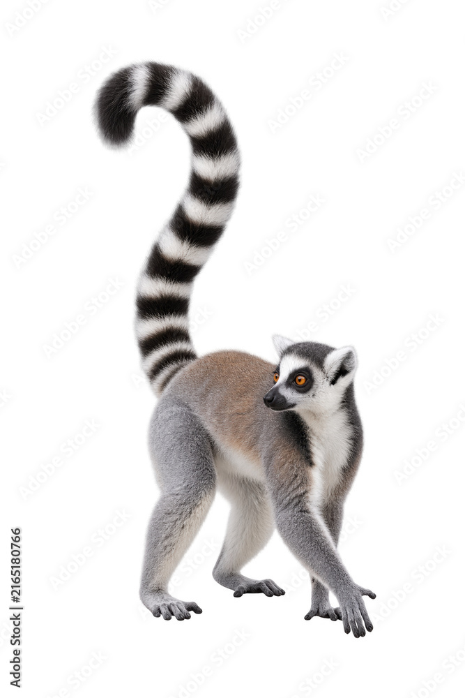 Naklejka premium Ring-tailed lemur standing in an alert pose with its distinctive black and white striped tail raised high, isolated on a clean white background.