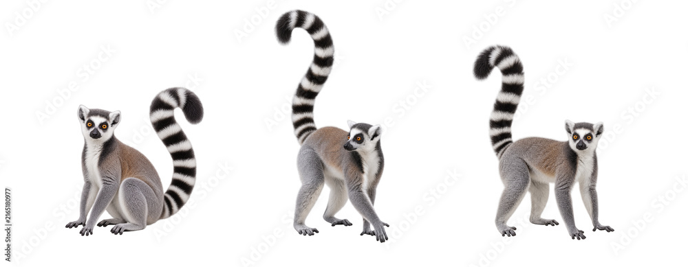Naklejka premium Three ring-tailed lemurs in different sitting, standing, and walking poses, showing distinctive black and white striped tails and natural body postures isolated on a white background.
