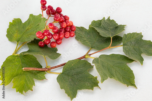 Viburnum opulus. Branches with leaves and bright red fruits of the shrub called Mundillo or Snowball.