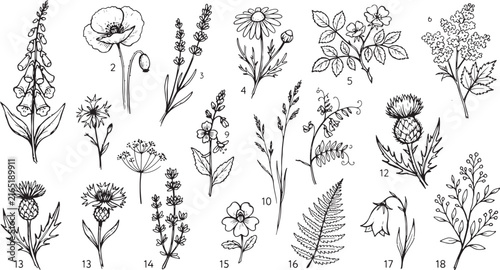 Hand Drawn Wildflower and Botanical Plant Sketch Collection