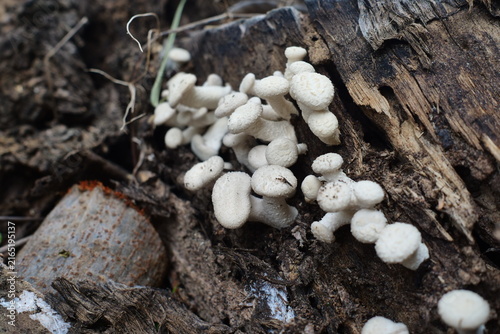 (Lentinus squarrosulas Mont.) Lentinus squarrosulas Mont. found on dry tree stumps in the forest; biological system.